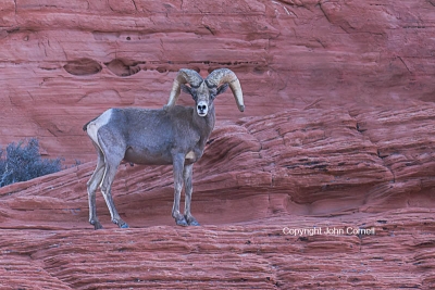 Bighorn-Sheep;Ewe;Nevada;Ovis-canadensis;Ram;Sheep;Valley-of-Fire-State-Park;juv
