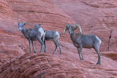Bighorn-Sheep;Ewe;Female;Male;Nevada;Ovis-canadensis;Ram;Sheep;Valley-of-Fire-St