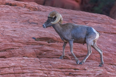 Bighorn-Sheep;Ewe;Male;Nevada;Ovis-canadensis;Ram;Sheep;Valley-of-Fire-State-Par