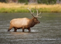Elk;Cervus-canadenis;River;Water;Bull;Madison-River;One;one-animal;outdoors;outs