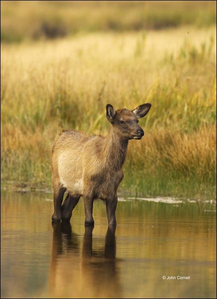 Elk;Cervus canadenis;Calf;River;Fall;one animal;close-up;color image;nobody;photography;day;outdoors. Wildlife;animals in the wild;Yellowstone
