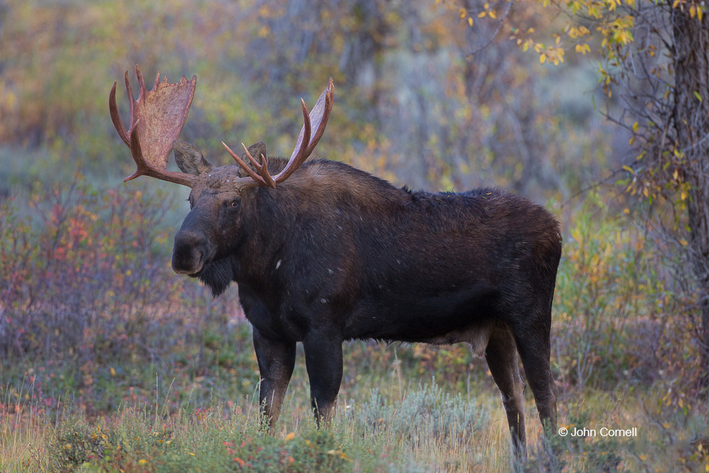 Alces alces;Grand Teton National Park;Moose