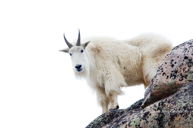Mountain Goat;Rocky Mountain Goat;Oreamnos americanus;One;one animal;feather;feathered;outdoors;outside;untamed;wild;color;color photograph;daytime;close up;color image;photography;animals in the wild;wilderness;watching;watchful;Snow