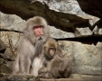 Japanese-Macaque;Snow-Monkey;Macaca-fuscata;Japanese-Snow-Monkey;Nihon-zaru