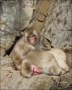 Japanese-Macaque;Snow-Monkey;Macaca-fuscata;Japanese-Snow-Monkey;Nihon-zaru