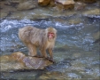 Japanese-Macaque;Snow-Monkey;Macaca-fuscata;Japanese-Snow-Monkey;Nihon-zaru