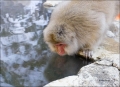 Japanese-Macaque;Snow-Monkey;Macaca-fuscata;Japanese-Snow-Monkey;Nihon-zaru
