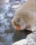 Japanese-Macaque;Snow-Monkey;Macaca-fuscata;Japanese-Snow-Monkey;Nihon-zaru