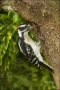 Downy-Woodpecker;Florida;Woodpecker;Picoides-pubescens;one-animal;close-up;color