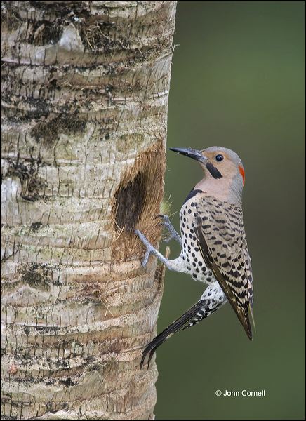 Northern Flicker;Flicker;Nest Hole;Male;Florida;Southeast USA;Colaptes auratus;one animal;close-up;color image;nobody;photography;day;outdoors. Wildlife;birds;animals in the wild