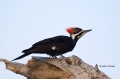 Woodpecker;Dryocopus-pileatus;Pileated-Woodpecker;One;one-animal;avifauna;bird;b