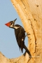 Woodpecker;Dryocopus-pileatus;Pileated-Woodpecker;One;one-animal;avifauna;bird;b