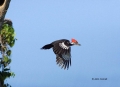 Woodpecker;Dryocopus-pileatus;Pileated-Woodpecker;Flying-bird;action;aloft;behav