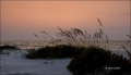 Sea-Oats;Sunset;Florida;Southeast-USA;Unilola-paniculata;Beach;Water;Sky