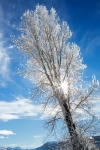 Cold;Frost;Frozen-Trees;Ice;Lamar-Valley;Scenic;White;Winter;Yellowstone-Nationa