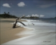 Water;Beach;Driftwood;Waves;Tropical;Surf;Blue-Sky;Scenic