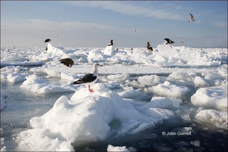 Scenic;Pack Ice;Japan;Sea of Okhotsk;Hokkaido
