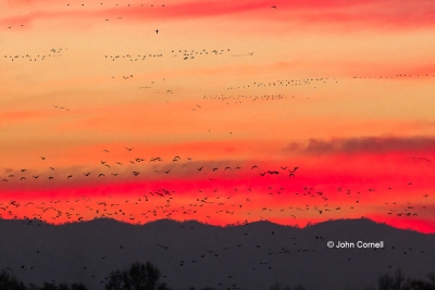 California;Colusa-National-Wildlife-Refuge;Greater-White-fronted-Goose;Red-Sky;R
