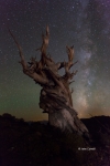 Ancient-Bristlecone-Forest;Bristlecone-Forest;Bristlecone-Pine;California;Dark-S