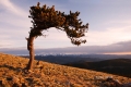 Bristle-Cone-Pine;Mountain;Rocky-Mountain;Scenic;Tree;Colorado