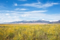 Great-Sand-Dunes-National-Park-and-Preserve;Helianthus-petiolaris;Prairie-Sunflo