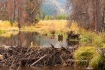 Beaver-Dam;Beaver-Pond;Colorado;Fall-Foliage;Foliage;Mountains;River;Scenic