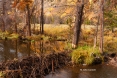 Beaver-Dam;Beaver-Pond;Colorado;Fall-Foliage;Foliage;Mountains;River;Rocky-Mount