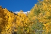 Aspen;Colorado;Fall-Foliage;Foliage;Mountains;Scenic;Yankee-Boy-basin
