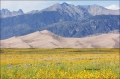 Sand-Dunes;Sand;Scenic;Prairie-Sunflower;Helianthus-petiolaris;Sunflower;Great-S