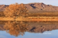 Scenic;Tree;Reflection;Mountain;Bosque-del-Apache;Water;Clouds
