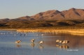 Sandhill-Crane;Crane;Grus-canadensis;Scenic;Bosque-del-Apache;New-Mexico;Sunrise