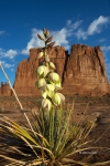 Arches-National-Park;Courthouse-Towers;Courthouse-Wash;Reflection;Utah;Yucca-Blo