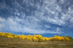 Boulder-Mountain;Dixie-National-Forest;Fall-Foliage;Utah