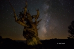 Ancient-Bristlecone-Forest;Bristlecone-Forest;Bristlecone-Pine;California;Dark-S