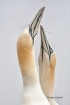 Breeding-Behavior;Breeding-Plumage;Gannet;Morus-bassanus;Nest;Nesting;Nesting-Bi