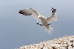 Breeding-Plumage;Flying-Bird;Gannet;Morus-bassanus;Nest;Nesting;Nesting-Bird;Nor