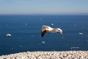 Flying-Bird;Gannet;Morus-bassanus;Nest;Nesting;Nesting-Bird;Northern-Gannet;acti