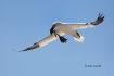 Flying-Bird;Gannet;Morus-bassanus;Nest;Nesting;Nesting-Bird;Northern-Gannet;acti