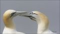 Gannets