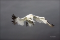 Flight;Gannet;Northern-Gannet;Morus-bassanus;flying-bird;one-animal;close-up;col
