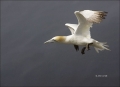 Flight;Gannet;Northern-Gannet;Morus-bassanus;flying-bird;one-animal;close-up;col
