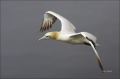 Flight;Gannet;Northern-Gannet;Morus-bassanus;flying-bird;one-animal;close-up;col