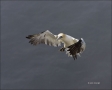 Flight;Gannet;Northern-Gannet;Morus-bassanus;flying-bird;one-animal;close-up;col