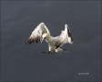 Flight;Gannet;Northern-Gannet;Morus-bassanus;flying-bird;one-animal;close-up;col