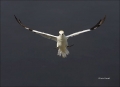 Flight;Gannet;Northern-Gannet;Morus-bassanus;flying-bird;one-animal;close-up;col