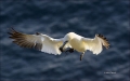 Flight;Gannet;Northern-Gannet;Morus-bassanus;flying-bird;one-animal;close-up;col
