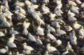 Northern-Gannet;Gannet;Morus-bassanus;Breeding-Colony;Nest;Chick;Newfoundland;Br