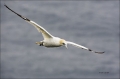 Flight;Gannet;Northern-Gannet;Morus-bassanus;flying-bird;one-animal;close-up;col