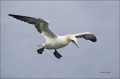 Flight;Gannet;Northern-Gannet;Morus-bassanus;flying-bird;one-animal;close-up;col