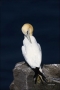 Gannet;Northern-Gannet;Morus-bassanus;one-animal;close-up;color-image;photograph